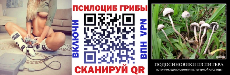 маркетплейс Telegram купить Дмитров Галлюциногенные грибы Psilocybine cubensis
